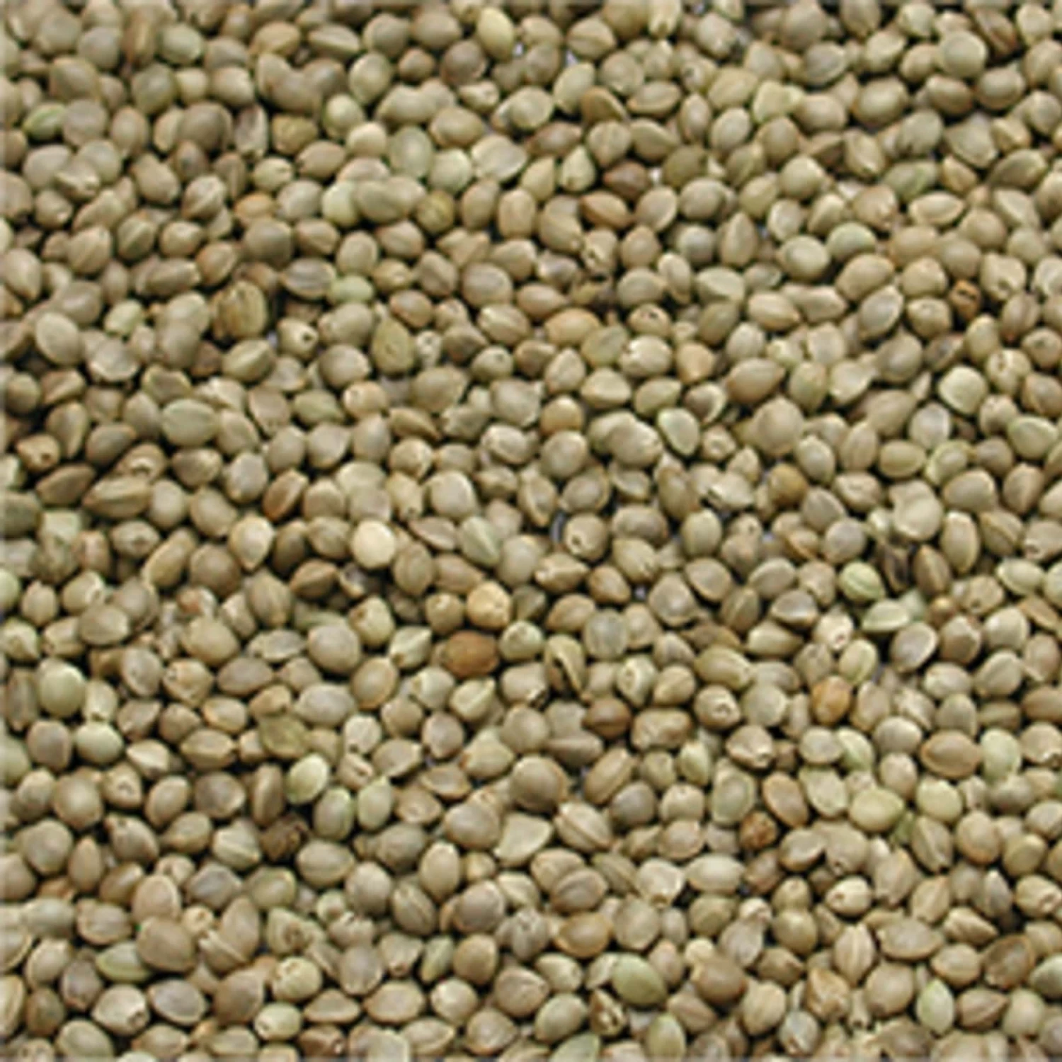 Monsterkemp 1kg - Afbeelding 3