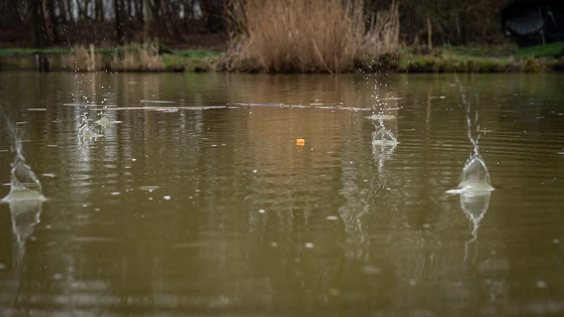 Matrix PELLET WAGGLERS 12mm X2- 4 Opties - Afbeelding 10